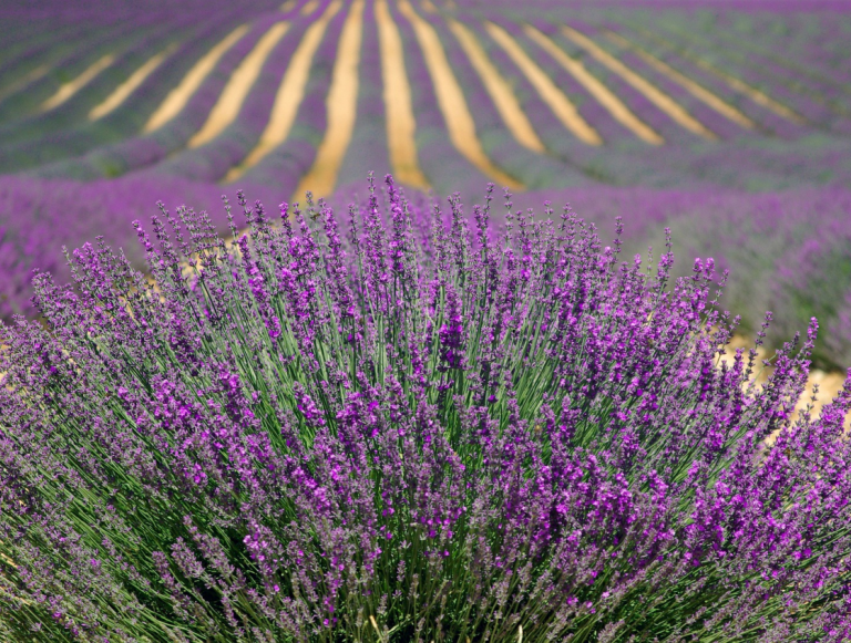 Lavender, an emblematic plant of Provence
